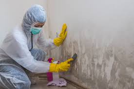 Best Mold Removal for HVAC Installations  in Pipestone, MN